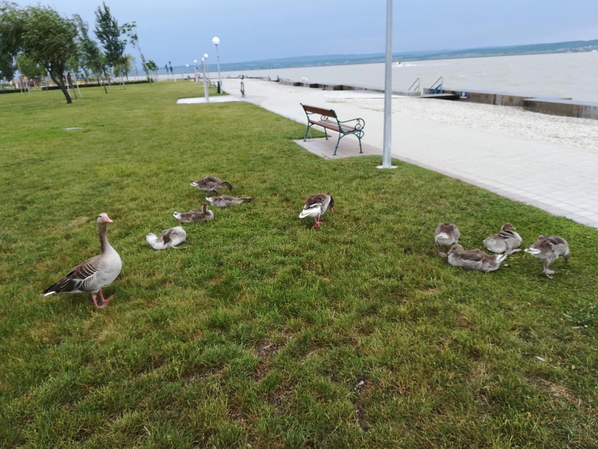 Ferienwohnungen Feldsee Illmitz Eksteriør billede