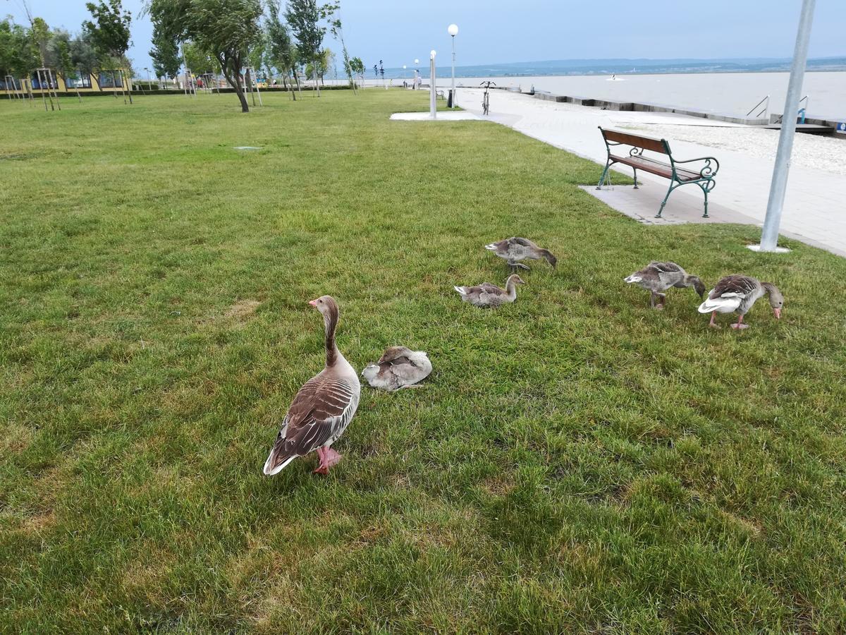 Ferienwohnungen Feldsee Illmitz Eksteriør billede